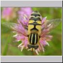 Helophilus trivittatus - Grosse Sumpfschwebfliege 06.jpg